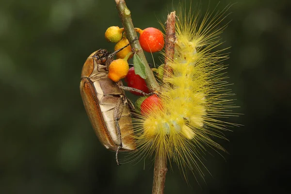 Una Oruga Color Amarillo Brillante Está Comiendo Hojas Jóvenes —  Fotos de Stock