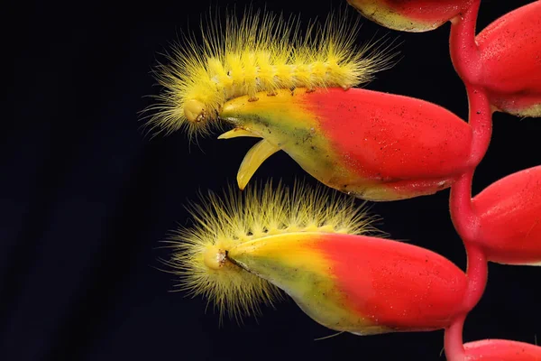 Ярко Желтые Гусеницы Едят Полевой Цветок — стоковое фото