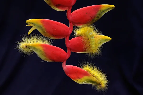Uma Lagartas Amarelas Brilhantes Estão Comendo Flores Silvestres — Fotografia de Stock
