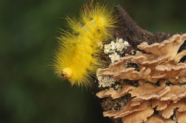 Parlak sarı bir tırtıl genç yaprakları yiyor. 