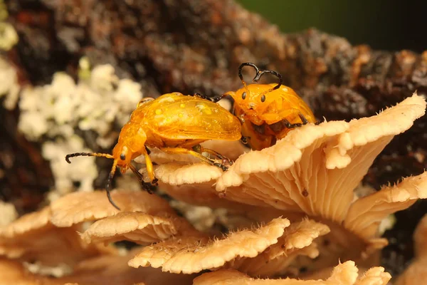 2匹のイモムシが真菌の中で食物を探しています この昆虫はアウラコポラという学名があります — ストック写真