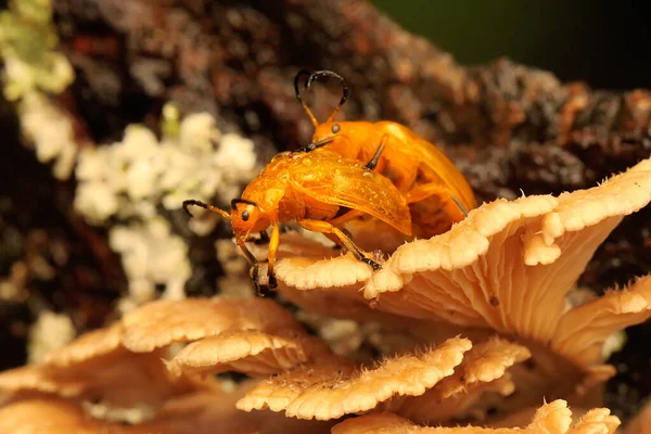 Two Cucurbit Beetles Looking Food Fungus Insect Has Scientific Name — Stock Photo, Image