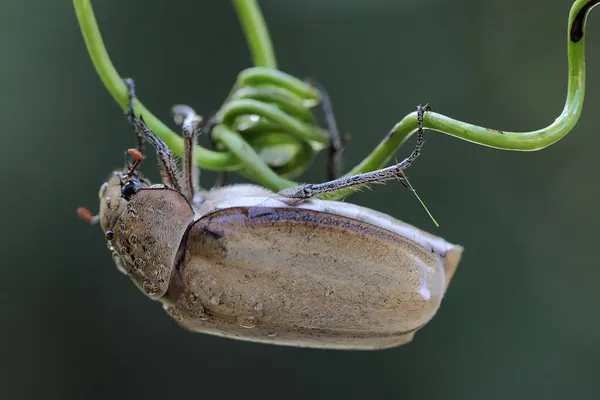 Escarabajo Navideño Anolognathus Está Forrajeando Arbusto Este Insecto También Conocido — Foto de Stock