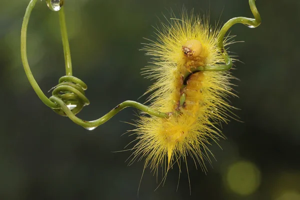 Une Chenille Jaune Vif Mange Jeunes Feuilles — Photo