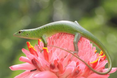 Bir Zümrüt Ağacı Kayması (Lamprolepis smaragdina) günlük aktivitelerine başlamadan önce güneşleniyor.