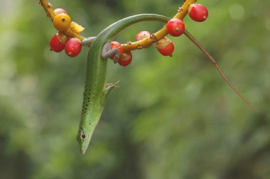 Bir Zümrüt Ağacı Kayması (Lamprolepis smaragdina) günlük aktivitelerine başlamadan önce güneşleniyor.
