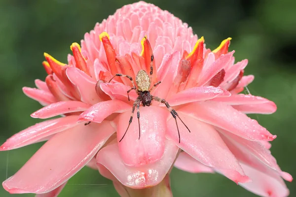 Ragno Eremita Sta Cercando Una Preda Fiore Selvatico Questo Ragno — Foto Stock