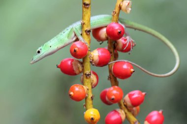 Bir Zümrüt Ağacı Kayması (Lamprolepis smaragdina) günlük aktivitelerine başlamadan önce güneşleniyor.