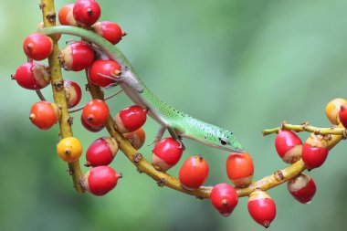 Bir Zümrüt Ağacı Kayması (Lamprolepis smaragdina) günlük aktivitelerine başlamadan önce güneşleniyor.