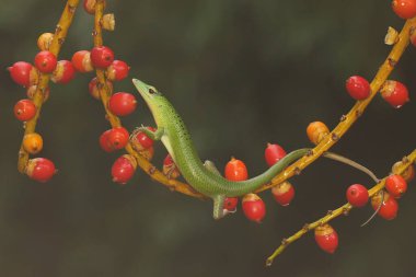 Bir Zümrüt Ağacı Kayması (Lamprolepis smaragdina) günlük aktivitelerine başlamadan önce güneşleniyor.