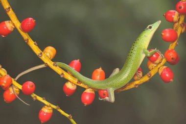 Bir Zümrüt Ağacı Kayması (Lamprolepis smaragdina) günlük aktivitelerine başlamadan önce güneşleniyor.