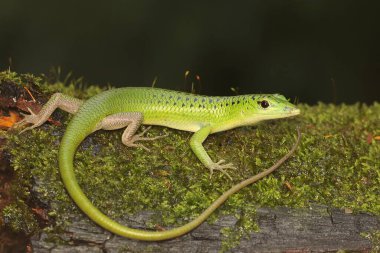 Bir Zümrüt Ağacı Kayması (Lamprolepis smaragdina) günlük aktivitelerine başlamadan önce güneşleniyor.