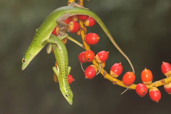 Duas Peles Árvore Esmeralda Lamprolepis Smaragdina Estão Tomando Sol Antes — Fotografia de Stock