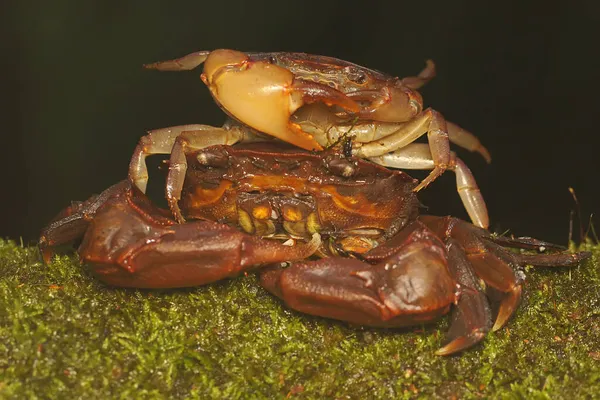 Crabe Des Champs Montre Une Expression Prête Attaquer Cet Animal — Photo