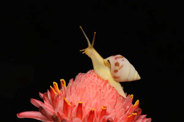 Küçük bir salyangoz çalılıklarda yiyecek arıyor..