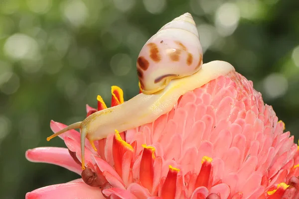 Een Kleine Slak Aan Het Foerageren Struiken — Stockfoto