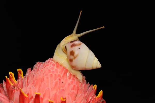 속에서 달팽이가 먹이를 — 스톡 사진