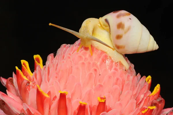 Een Kleine Slak Aan Het Foerageren Struiken — Stockfoto