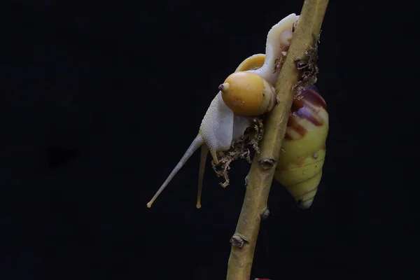 Ένα Μικρό Σαλιγκάρι Ψάχνει Στους Θάμνους — Φωτογραφία Αρχείου