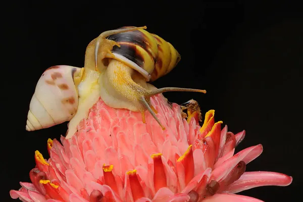 야자나무 속에서 달팽이 마리가 먹이를 — 스톡 사진