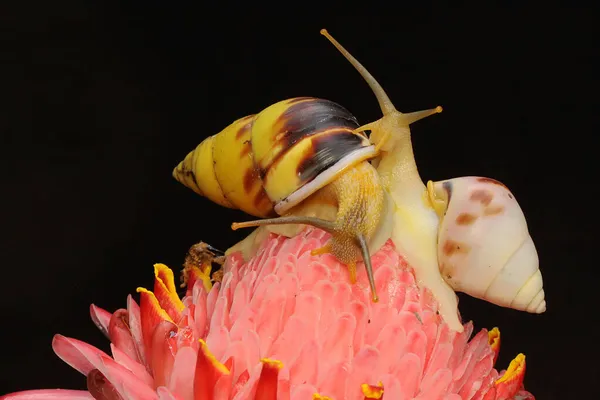 Deux Petits Escargots Nourrissent Dans Bouquet Palmiers — Photo