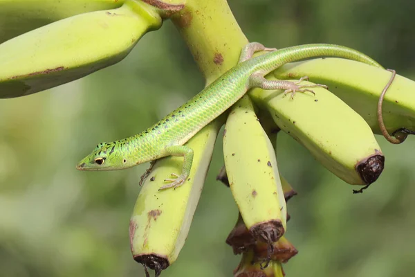 Een Smaragdgroene Boomskink Lamprolepis Smaragdina Aan Het Zonnebaden Voordat Hij — Stockfoto