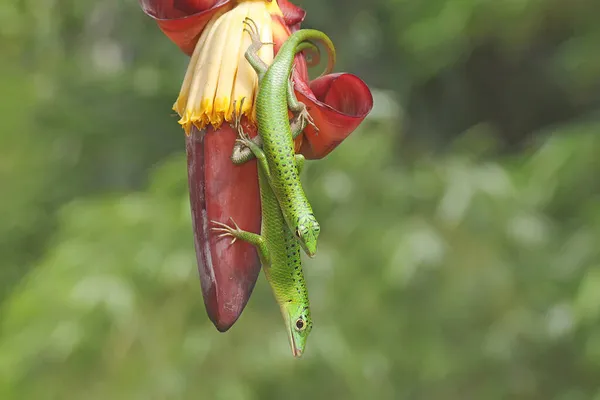 Par Esmeralda Árvore Skink Lamprolepis Smaragdina Está Preparando Para Acasalar — Fotografia de Stock