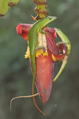 Bir çift Emerald Tree Skinks (Lamprolepis smaragdina) çiftleşmeye hazırlanıyor.