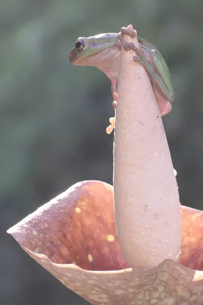 Odpočívá Zarostlá Stromová Žába Tento Zelený Obojživelník Vědecké Jméno Litoria — Stock fotografie