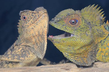 Orman ejderhası tehditkar bir ifade sergiliyor..