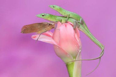 Bir çift Zümrüt Ağaç Kayması (Lamprolepis smaragdina) çiftleşmeye hazırlanıyor.