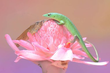 Bir Zümrüt Ağacı Kayması (Lamprolepis smaragdina) günlük aktivitelerine başlamadan önce güneşleniyor.