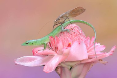 Bir Zümrüt Ağacı Kayması (Lamprolepis smaragdina) günlük aktivitelerine başlamadan önce güneşleniyor.