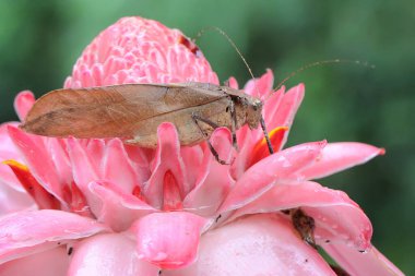 Sarı bir katydid vahşi bir çiçekte avını arıyor.. 