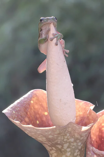 Odpočívá Zarostlá Stromová Žába Tento Zelený Obojživelník Vědecké Jméno Litoria — Stock fotografie