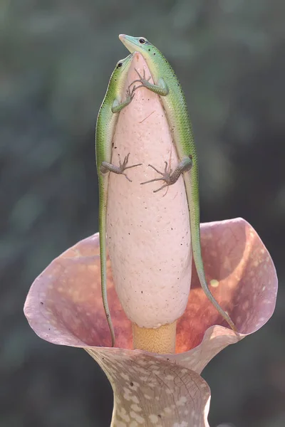 Par Esmeralda Árbol Skinks Lamprolepis Smaragdina Están Preparando Para Aparearse —  Fotos de Stock