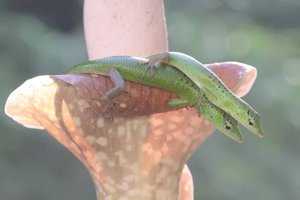 Par Esmeralda Árvore Skink Lamprolepis Smaragdina Está Preparando Para Acasalar — Fotografia de Stock