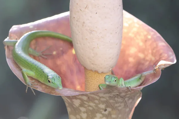 Ένα Ζευγάρι Σμαραγδένιων Σμαραγδιών Lamprolepis Smaragdina Ετοιμάζεται Ζευγαρώσει — Φωτογραφία Αρχείου