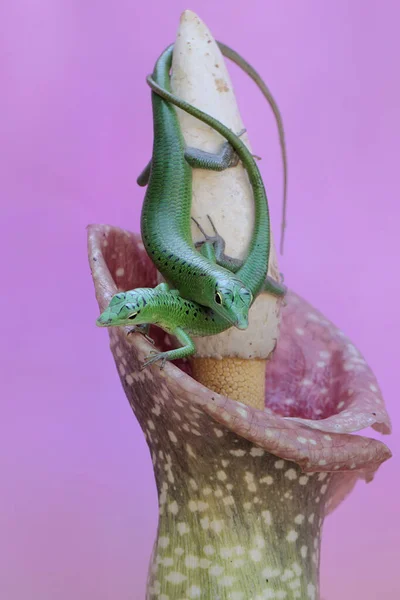 Una Coppia Emerald Tree Skink Lamprolepis Smaragdina Prepara Accoppiarsi — Foto Stock