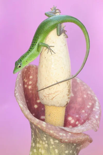 Uno Skink Smeraldo Lamprolepis Smaragdina Prende Sole Prima Iniziare Sue — Foto Stock