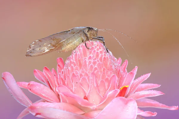 Katydid Amarillo Está Buscando Presas Una Flor Silvestre —  Fotos de Stock