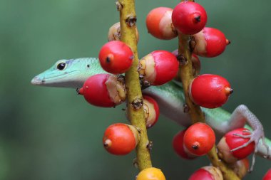 Bir Zümrüt Ağacı Kayması (Lamprolepis smaragdina) günlük aktivitelerine başlamadan önce güneşleniyor.