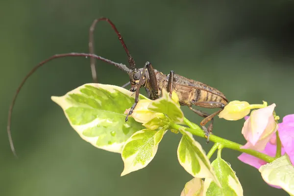 Ein Langhornkäfer Sucht Gebüsch Nach Nahrung Dieses Insekt Trägt Den — Stockfoto