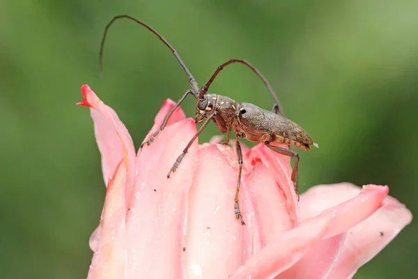 Een Hoornkever Zoek Naar Voedsel Struiken Dit Insect Heeft Wetenschappelijke — Stockfoto