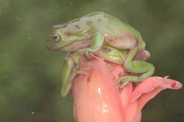 Dos Ranas Árbol Que Descansan Sobre Montón Palmeras Jóvenes Este —  Fotos de Stock