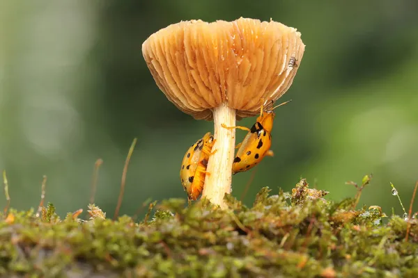 Pair Aspidomorpha Miliaris Beetles Mating Bush — Fotografia de Stock