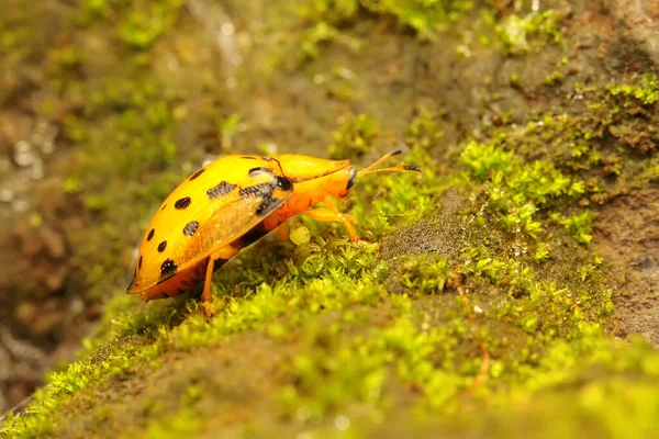 Pair Aspidomorpha Miliaris Beetles Mating Bush — ストック写真