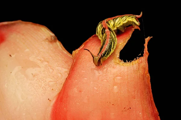 Bir Tırtıl Vahşi Bir Mantarın Içinde Yiyecek Arıyor — Stok fotoğraf