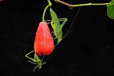 Bir katydid çalılıklarda avını arıyor..