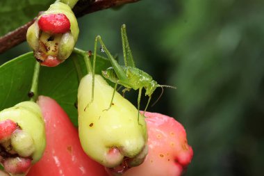 Yeşil bir katydid çalılıklarda avını arıyor..